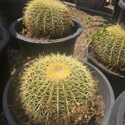 Golden Barrel Cactus