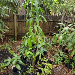 Mango Tree ,Moranga Tree  Mango Francique Cachiman,Corosol  Etc