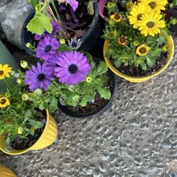 Mothers Day Flower Plants