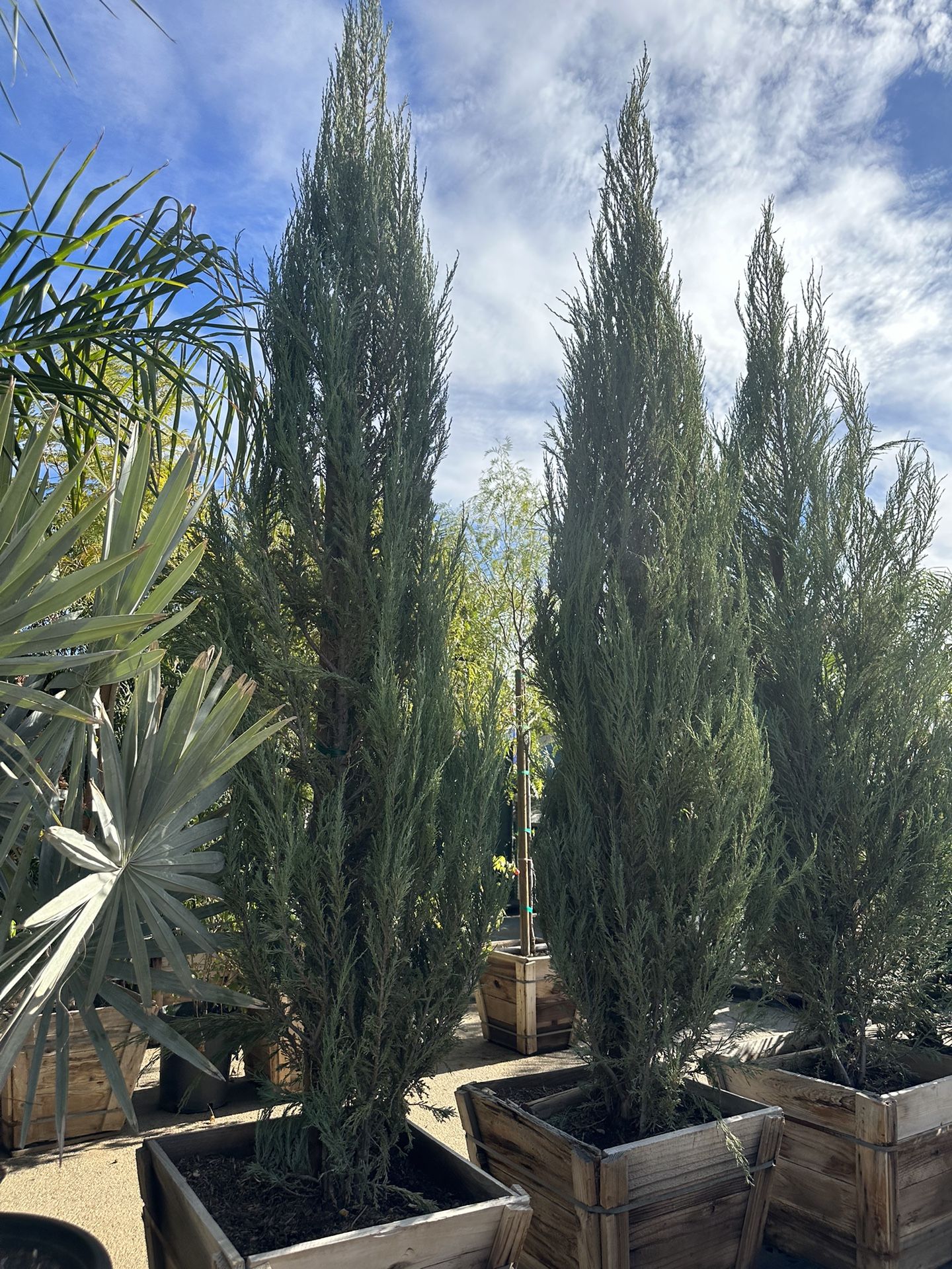 Skyrocket Juniper 24” box
