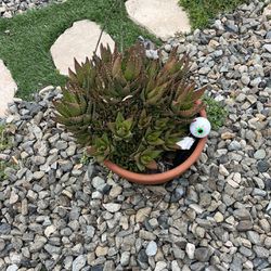 Succulents And Various Plants For Sale