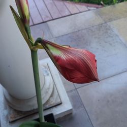 Red Amarillis Plant.