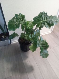 Large Leafy Tropical Houseplant in Black Pot