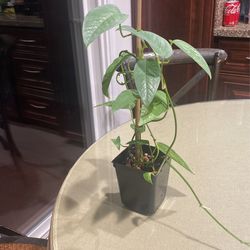 Trailing Cebu Blue Plant