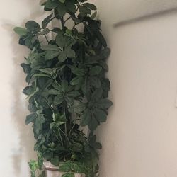 Fake Tall Plant 6 Feet 