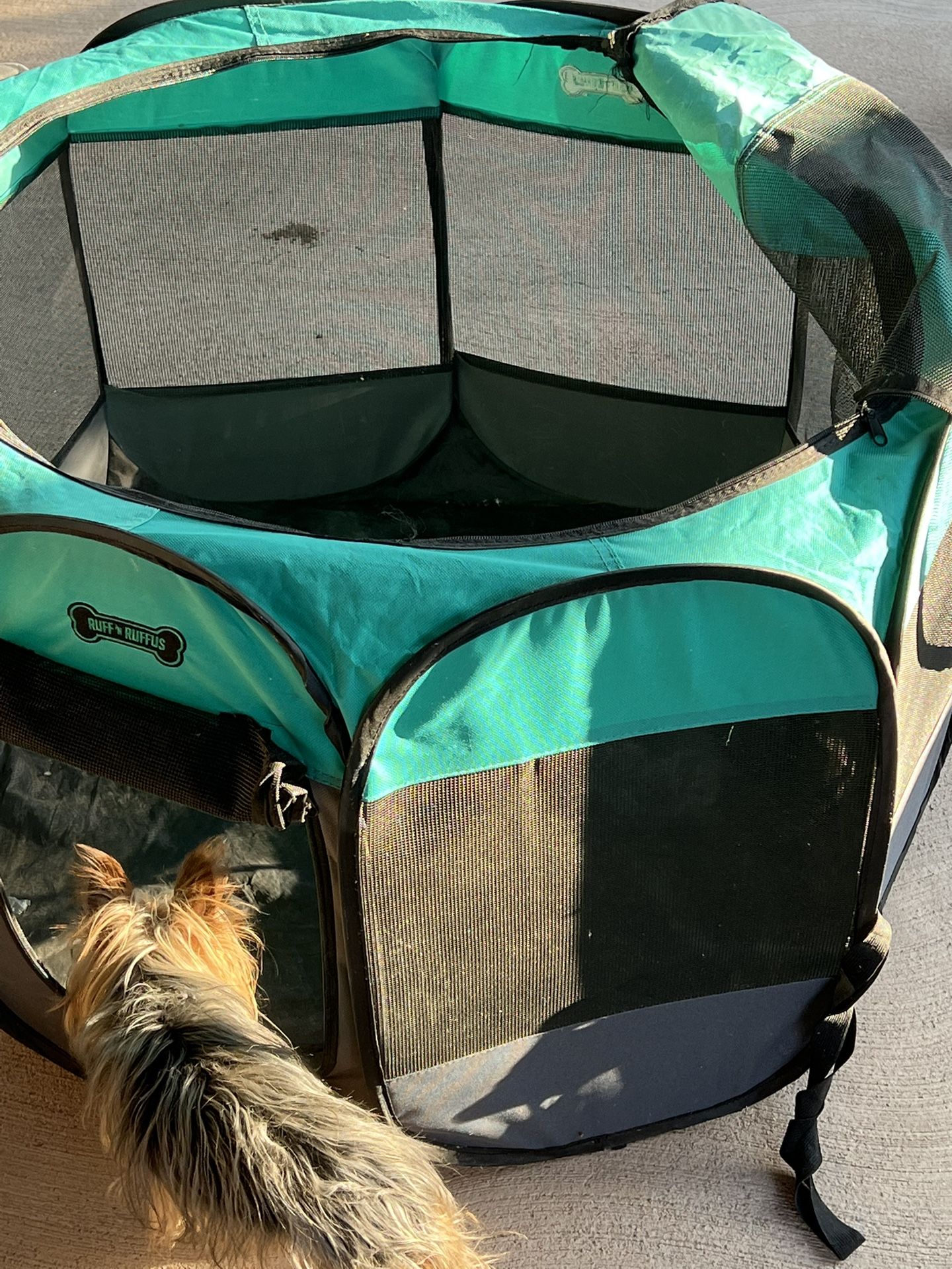 Kennel 