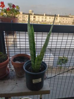 Snake Plant