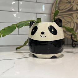 Starts from a 50 year old Christmas cactus in an adorable planter pot