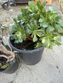 Planta De Venta A $30 En Bakersfield 