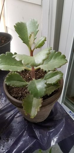 green leaf plant in black pot