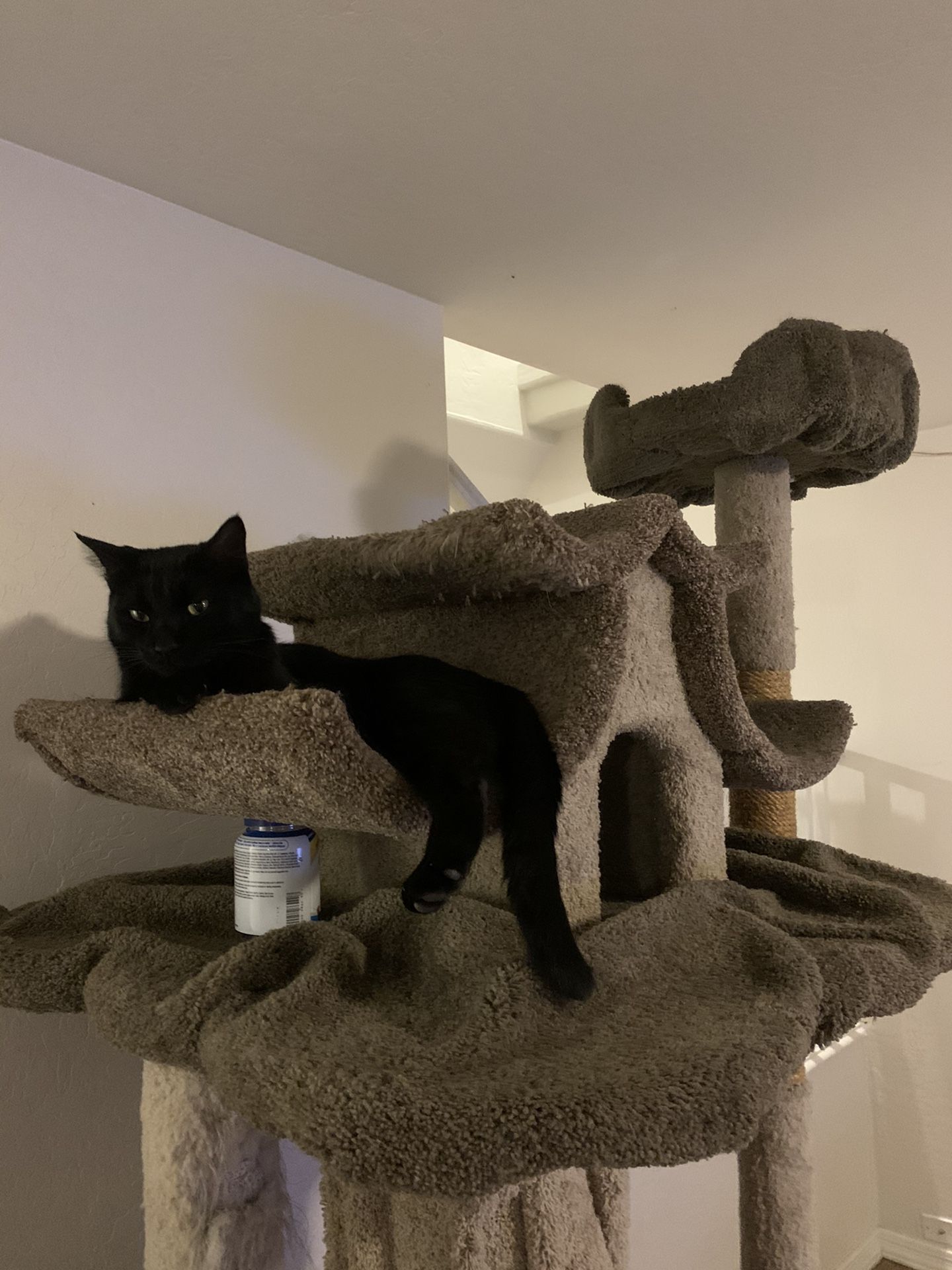Extra Large Cat Tree for Sale in Glendale, AZ OfferUp