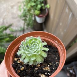 Spider Web Succulent  