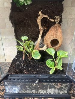12x12x18 bioactive reptile terrarium