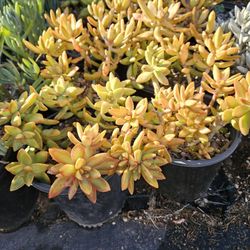 Assorted Succulents In One Gallon Pota For $4