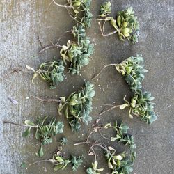 Fresh Cut Succulents