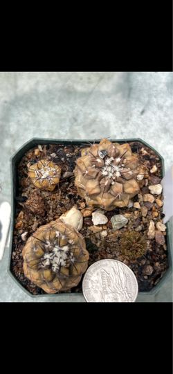 Copiapoa