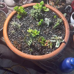 Collection Of Rare Cactus / Succulent 