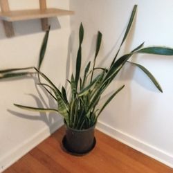 Extra Large Snake Plant