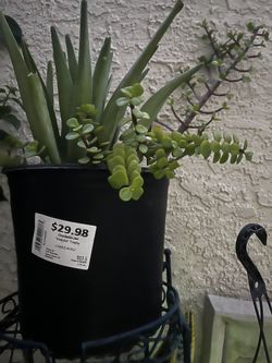 Elephant Plants, Aloe Vera & Octopus Plants 