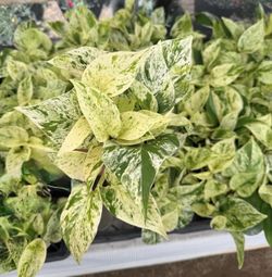 Snow Queen Pothos - 4inch
