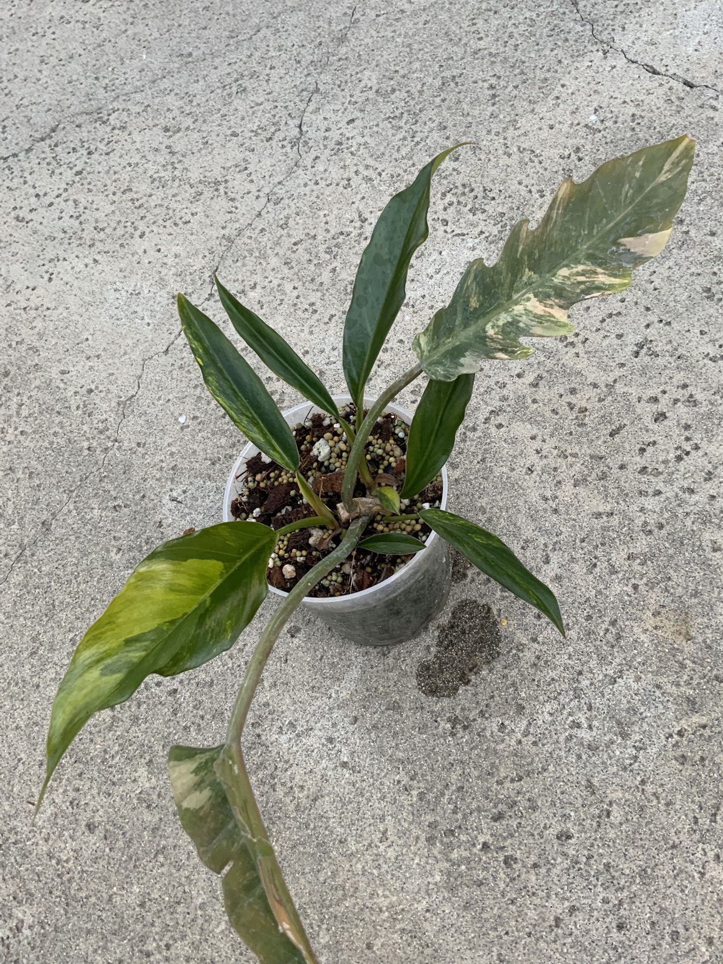 Philodendron Caramel Marble Variegated 3 Sprouted Mid Cut Rooted
