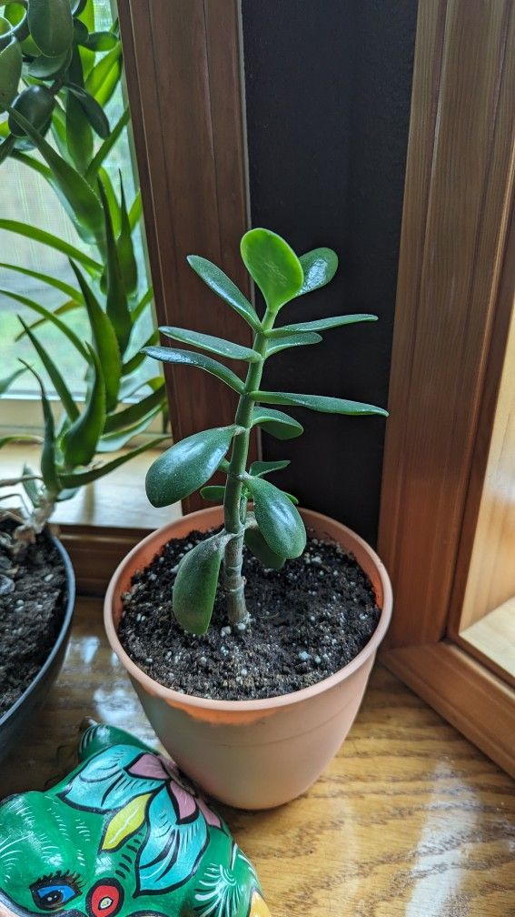 Jade House Plants 