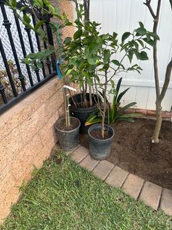 3  lemon trees  very healthy all greed medium seedless lemons