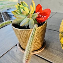 Rat Tails Cactus And Succulents $25