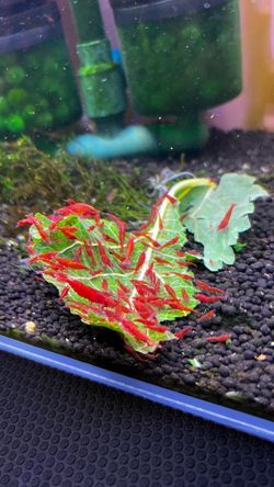 aquarium decorations fish tank decoration message for more details
