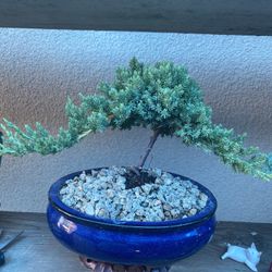 Bonsai Plants $45 Each