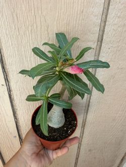4” bonsai desert rose different color
