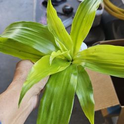 Dracaena live plant, rooted, Beautiful lime color