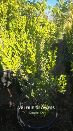 Boxwood