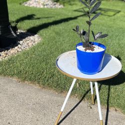 Housplants