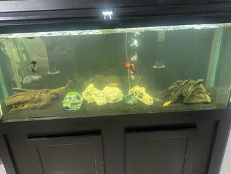 55gal Fish Tank With Stand