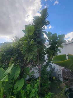 Fiddle Leaf Fig Tree