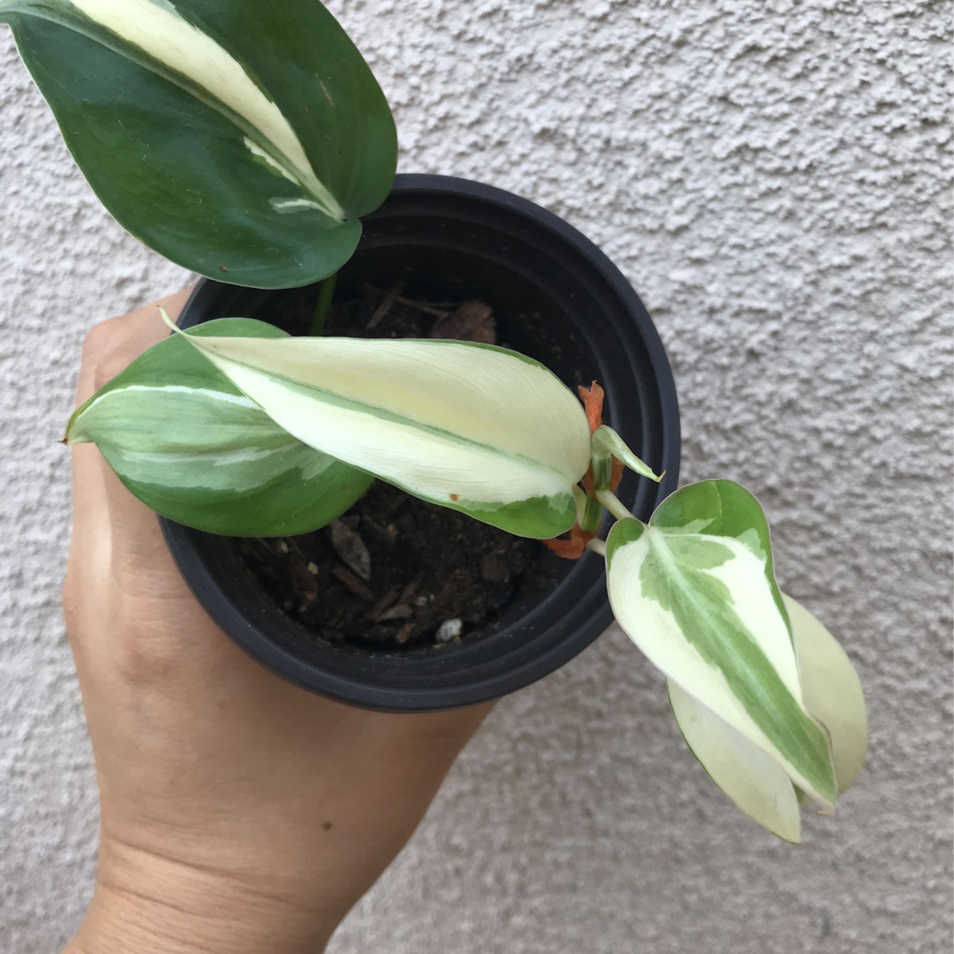 Beautiful Philodendron Rio Sport Plant
