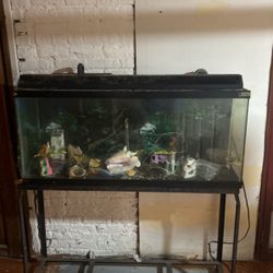 Fish Tank 