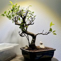 Ficus Tiger Bark Bonsai