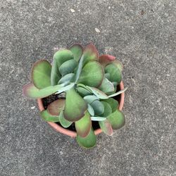 Flapjack Succulent Kalanchoe Plant 