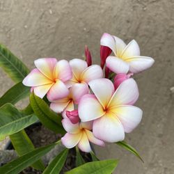 Plumeria 