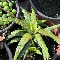 Cactus And Succulents 4”pot