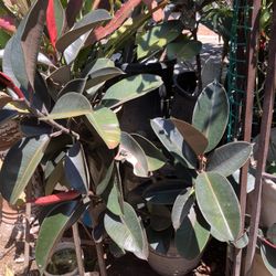 Large Landscaping Patio Plant In Pot For Easy Transport 