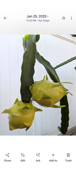 Yellow Israeli Cutting around 4 inch tall see photo