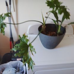 2 Plants In One Container 
