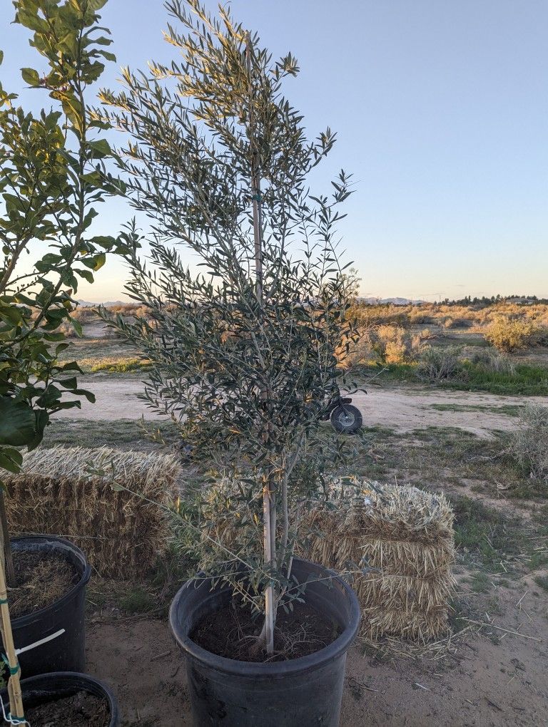 $325 Fruitless Olive Trees