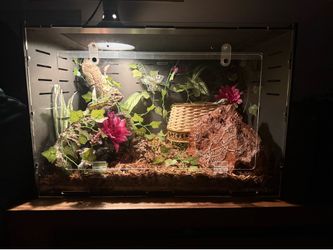 Reptile terrarium