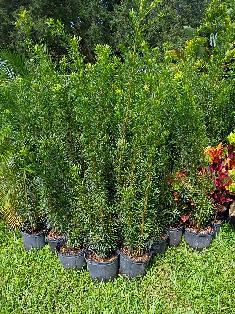 Podocarpus Over 4 Feet Tall Instant Privacy Hedge For Fence