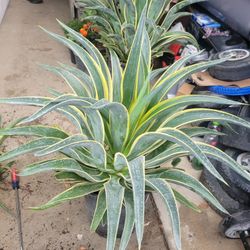 Agabes  De Lugo Enbote De 5 Aglones