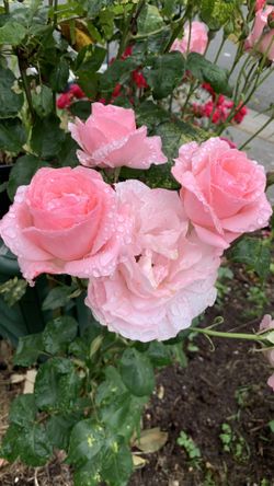 6 ft  Vintage Pink Rose shrub /tree in 15  gallon pot 